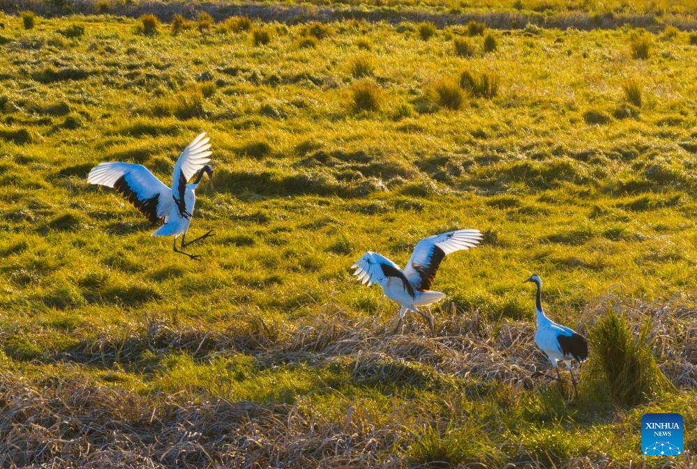 Migratory birds seen at wetlands in Heilongjiang, NE China