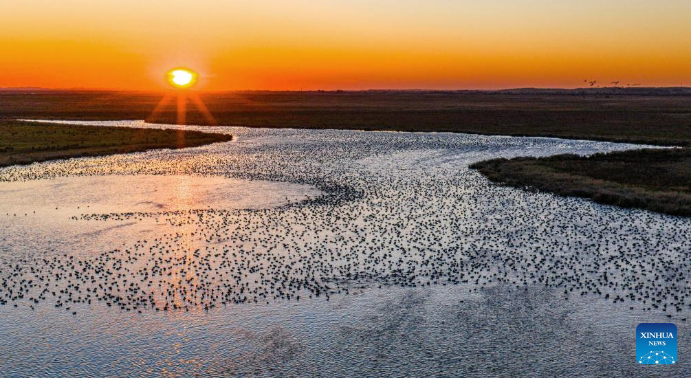 Migratory birds seen at wetlands in Heilongjiang, NE China
