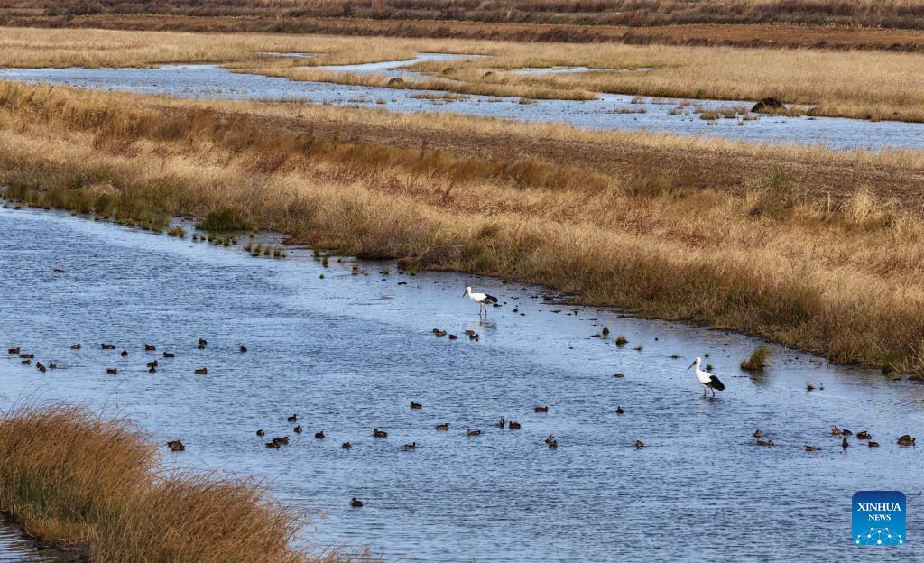 Migratory birds seen at wetlands in Heilongjiang, NE China