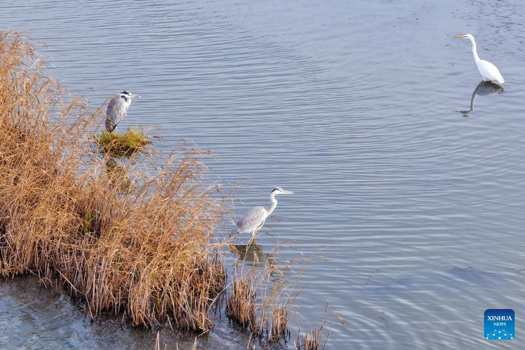 Migratory birds seen at wetlands in Heilongjiang, NE China