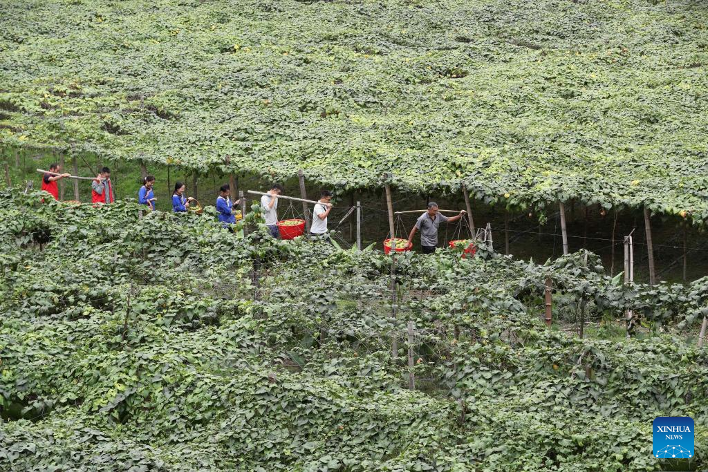 China enters peak autumn harvest season