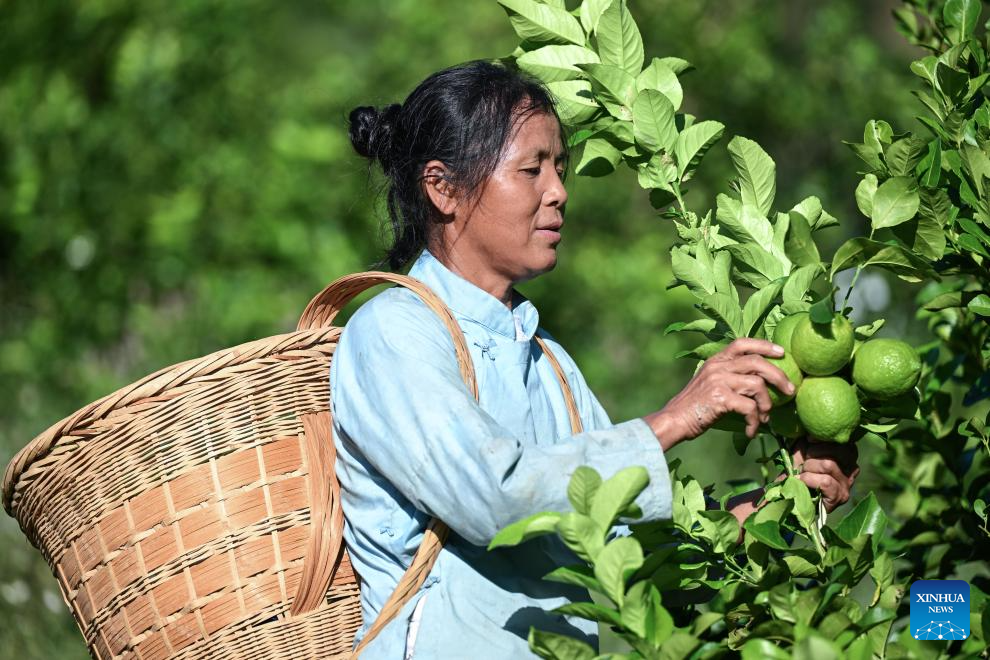 Zhexiang Town of China's Guizhou transforms lemon into significant local industry