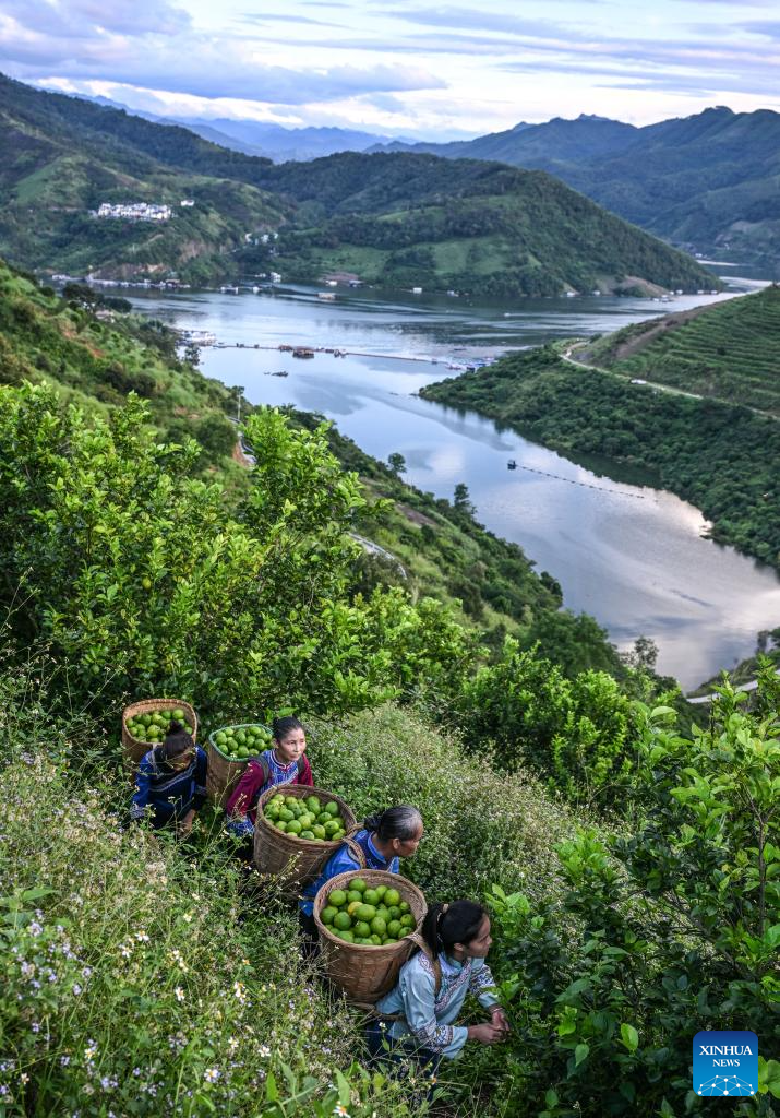 Zhexiang Town of China's Guizhou transforms lemon into significant local industry