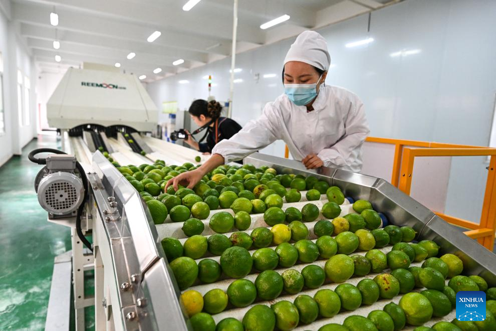 Zhexiang Town of China's Guizhou transforms lemon into significant local industry