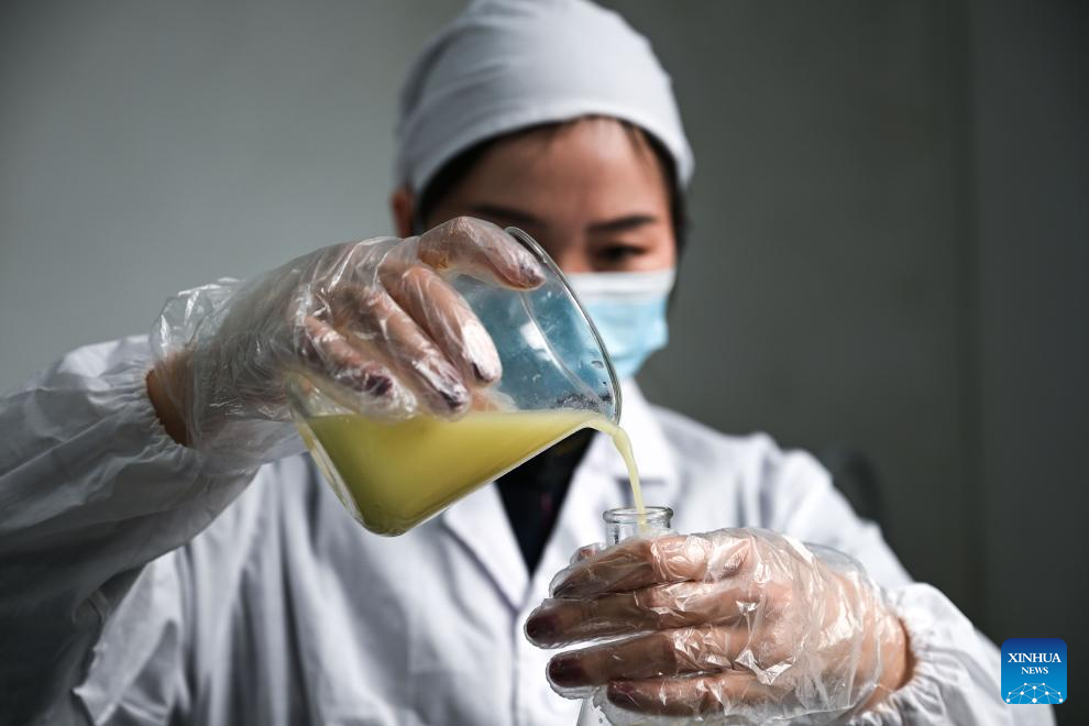 Zhexiang Town of China's Guizhou transforms lemon into significant local industry