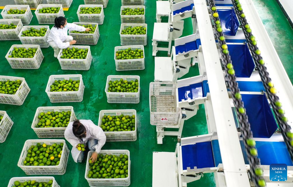 Zhexiang Town of China's Guizhou transforms lemon into significant local industry