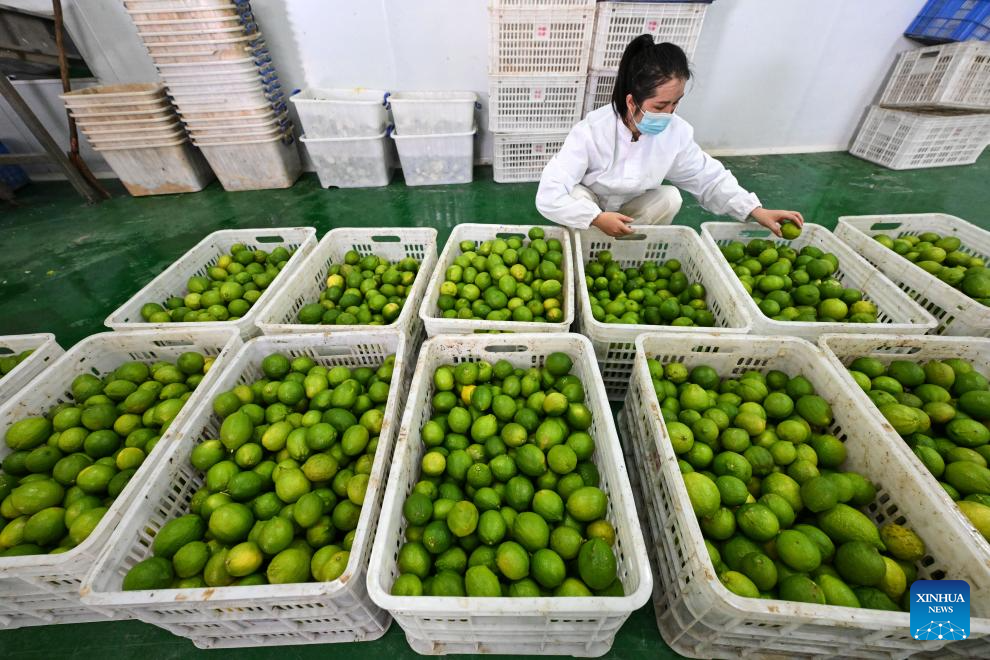 Zhexiang Town of China's Guizhou transforms lemon into significant local industry