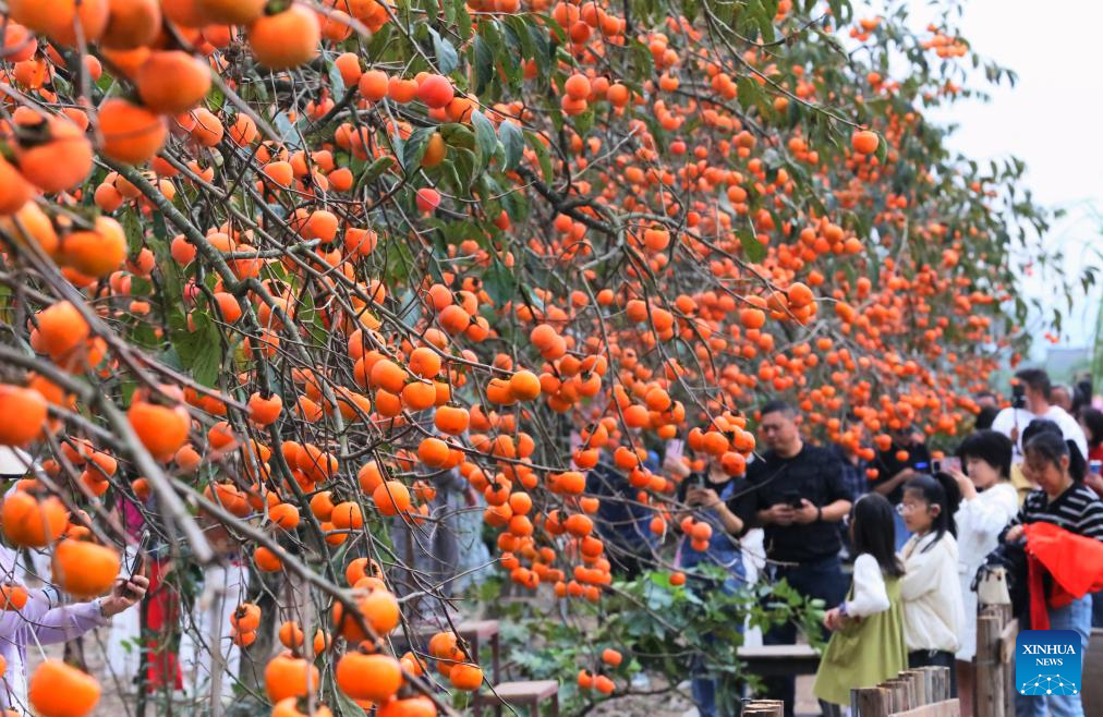 Golden autumn days draw people outdoors across China