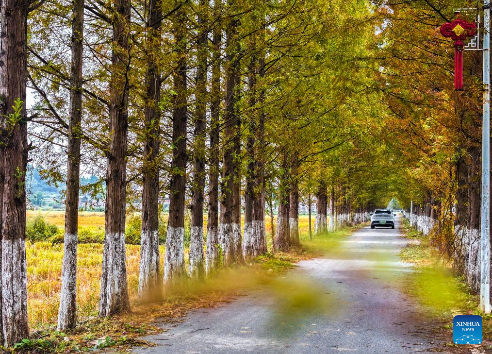 Golden autumn days draw people outdoors across China