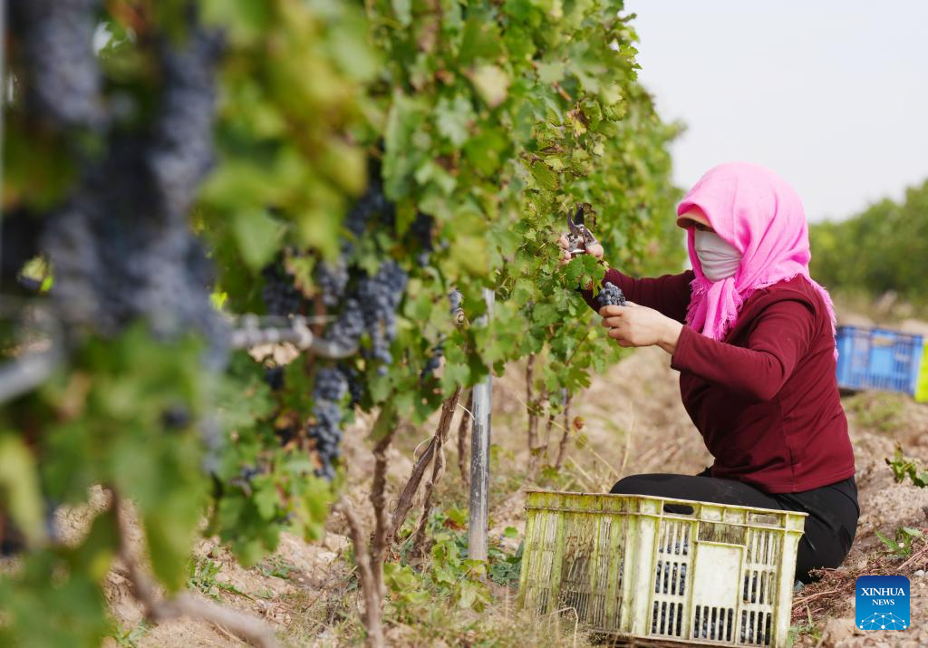 Minning Town in NW China's Ningxia thrives amid ecological transformation