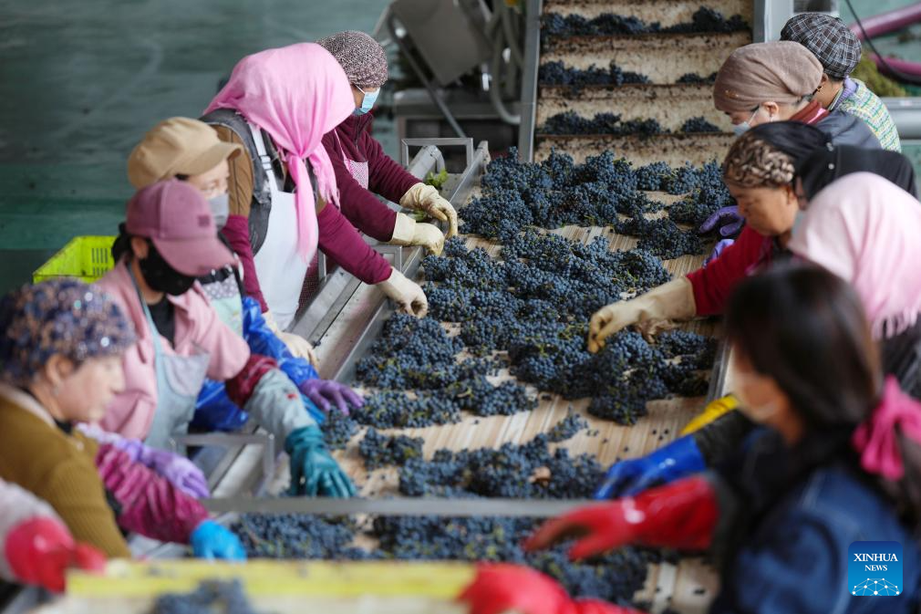 Minning Town in NW China's Ningxia thrives amid ecological transformation