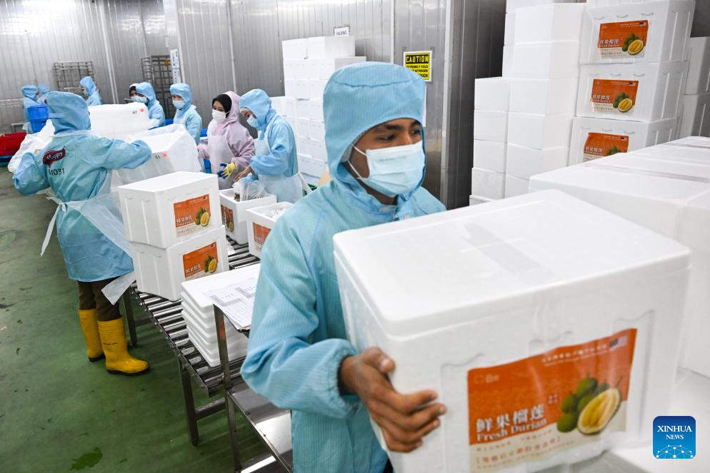 Malaysian durians reach China in 36 hours