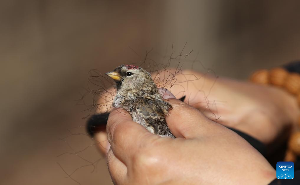 Volunteer team in NE China dedicated to protecting wildlife in Songhua River basin