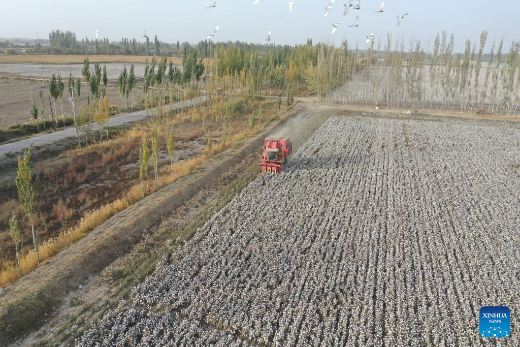 Harvest season of cotton starts in Xinjiang