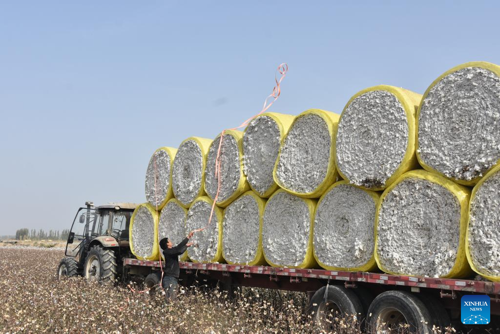 Harvest season of cotton starts in Xinjiang