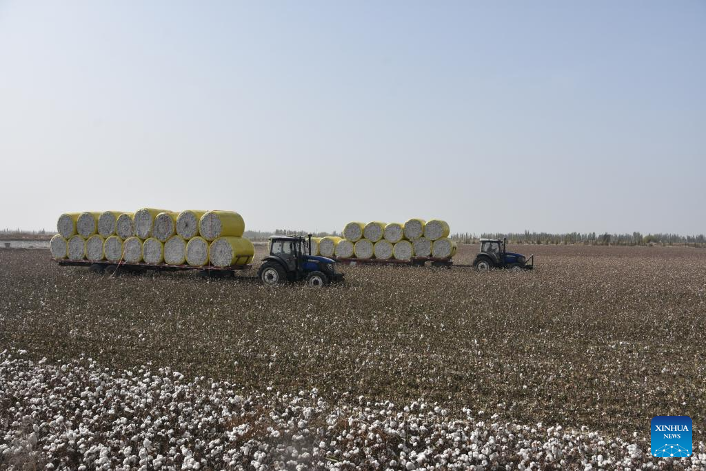 Harvest season of cotton starts in Xinjiang