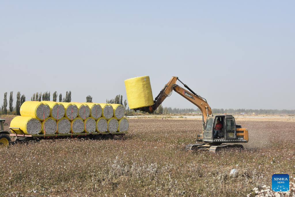 Harvest season of cotton starts in Xinjiang