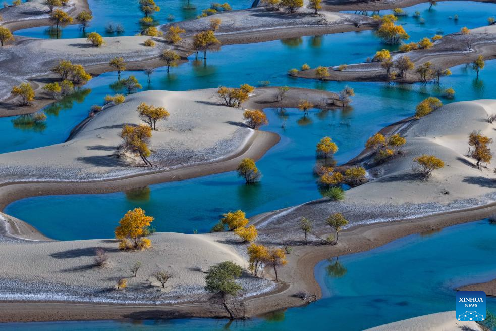 Scenery of populus euphratica forests in Hotan County, China's Xinjiang
