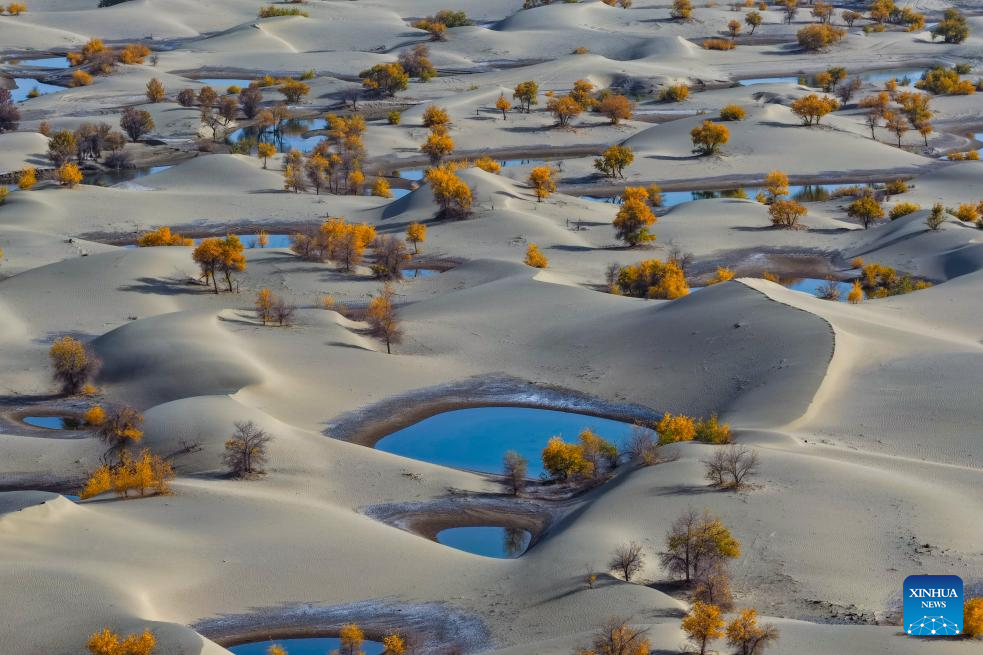 Scenery of populus euphratica forests in Hotan County, China's Xinjiang