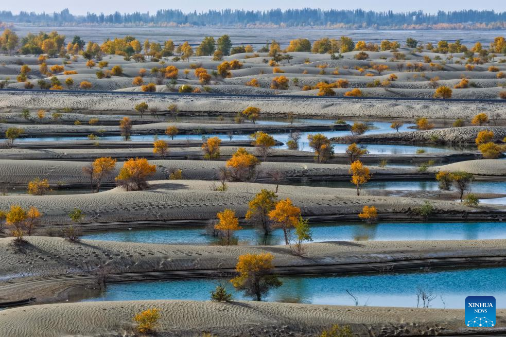 Scenery of populus euphratica forests in Hotan County, China's Xinjiang