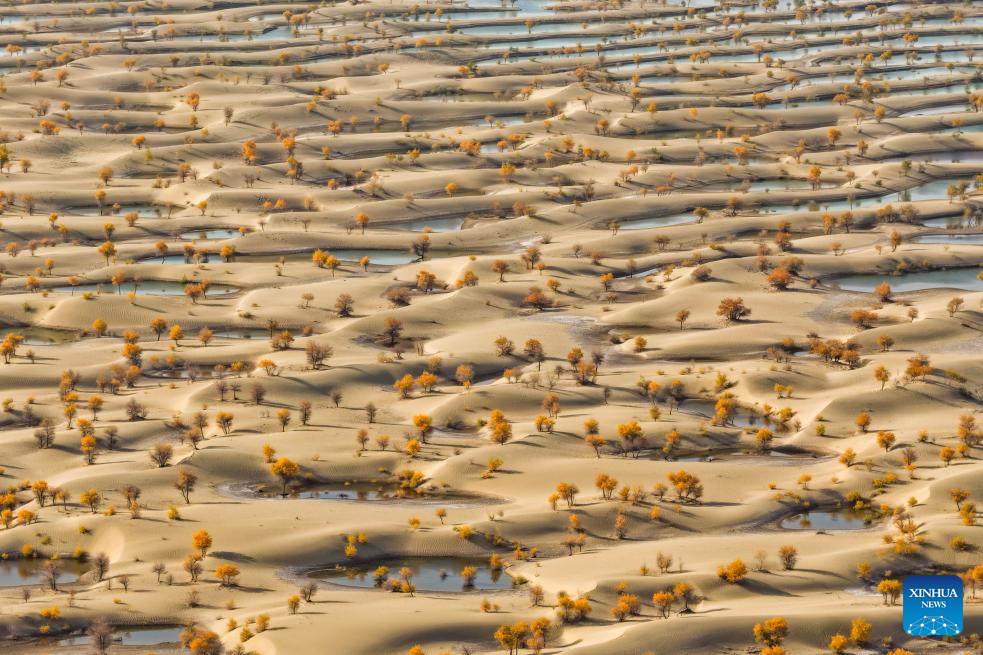 Scenery of populus euphratica forests in Hotan County, China's Xinjiang