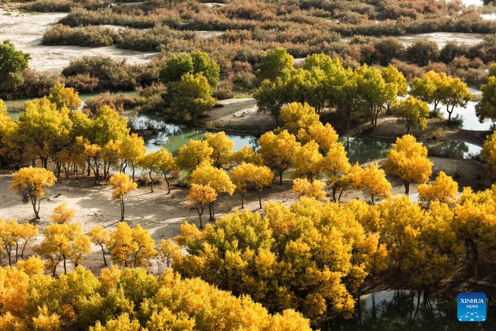 Scenery of populus euphratica forests in Hotan County, China's Xinjiang