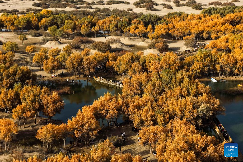 Scenery of populus euphratica forests in Hotan County, China's Xinjiang
