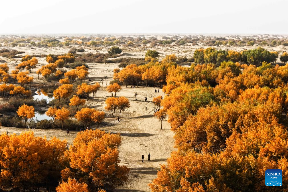 Scenery of populus euphratica forests in Hotan County, China's Xinjiang