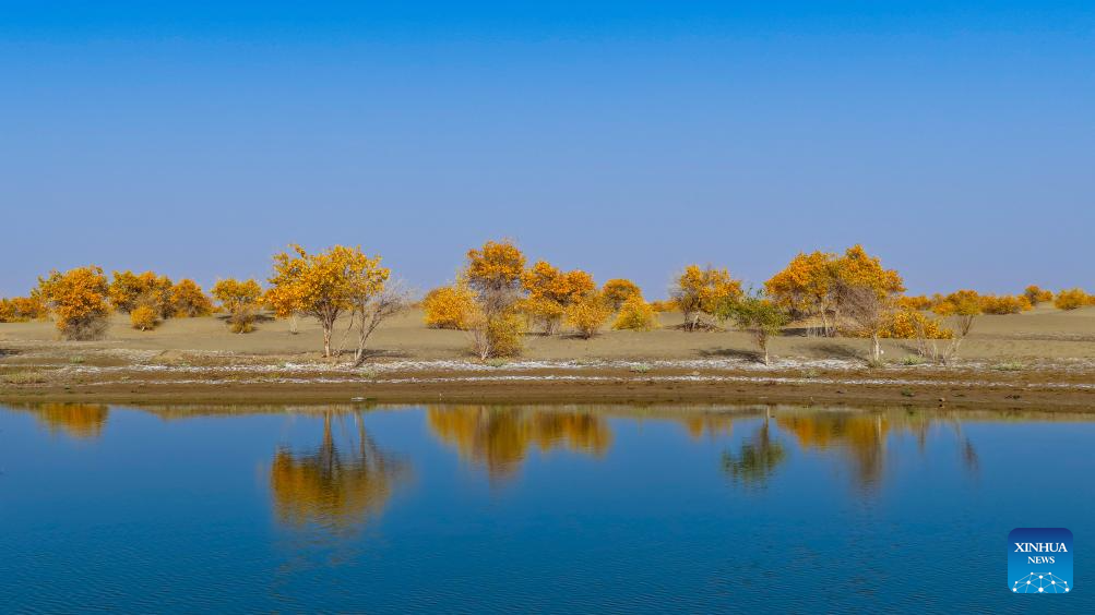 Scenery of populus euphratica forests in Hotan County, China's Xinjiang