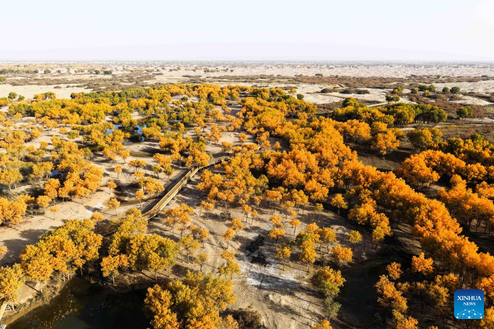 Scenery of populus euphratica forests in Hotan County, China's Xinjiang