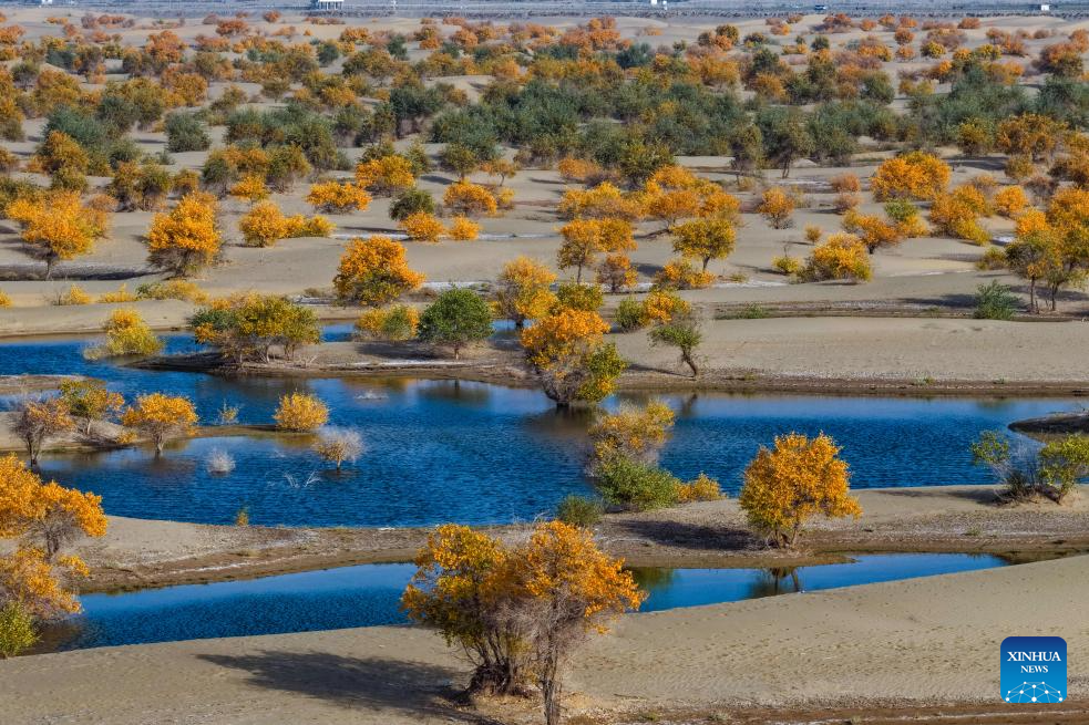 Scenery of populus euphratica forests in Hotan County, China's Xinjiang
