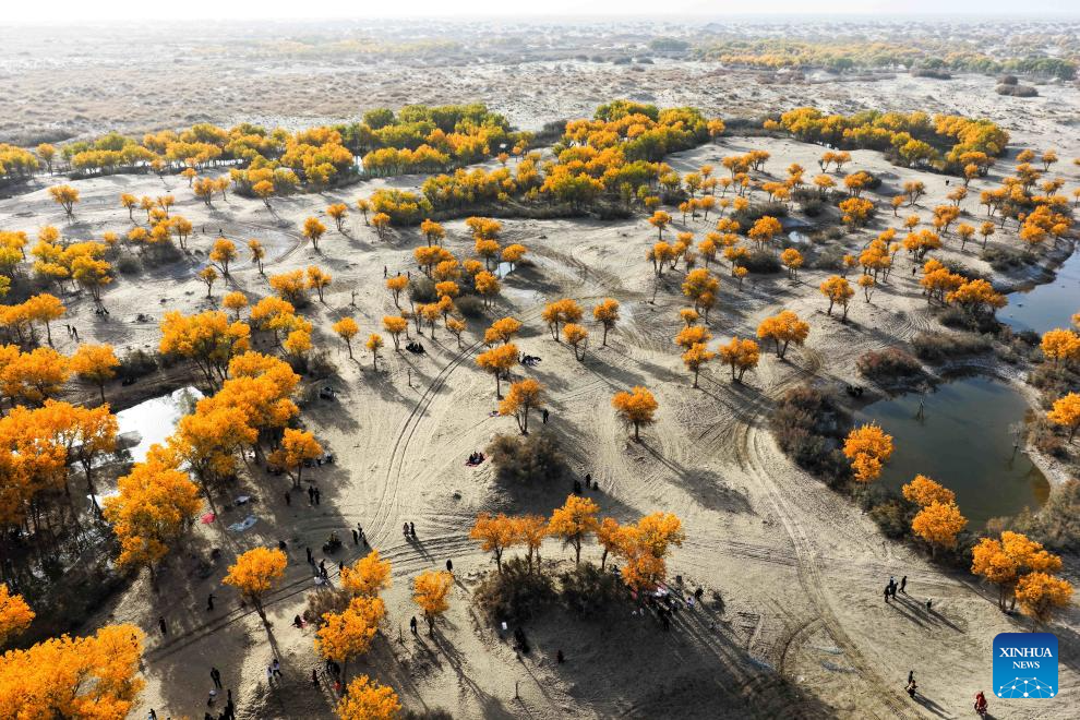 Scenery of populus euphratica forests in Hotan County, China's Xinjiang