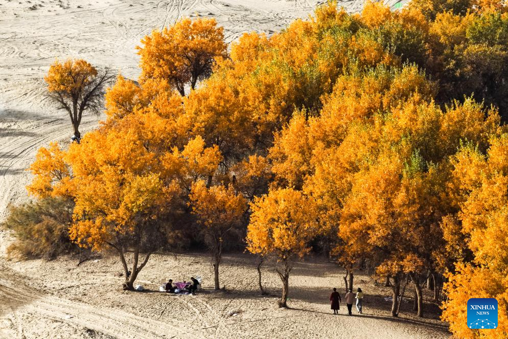 Scenery of populus euphratica forests in Hotan County, China's Xinjiang