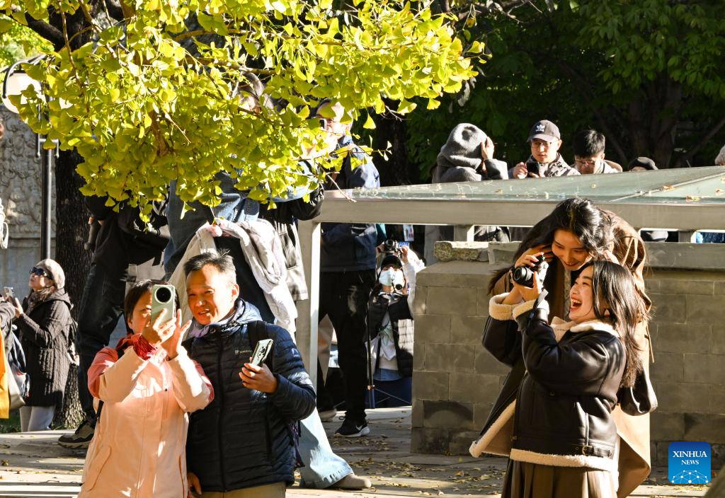 Beijing Stone Carving Art Museum, bathed in golden autumn hues, attracts tourists