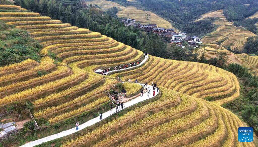 Scenery of Longji Rice Terraces in Longsheng County, China's Guangxi