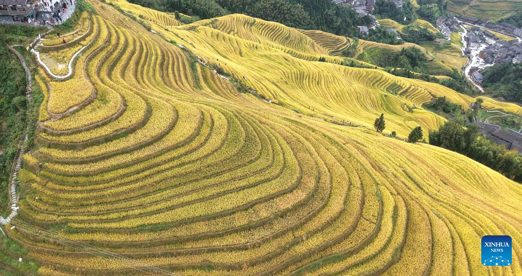 Scenery of Longji Rice Terraces in Longsheng County, China's Guangxi