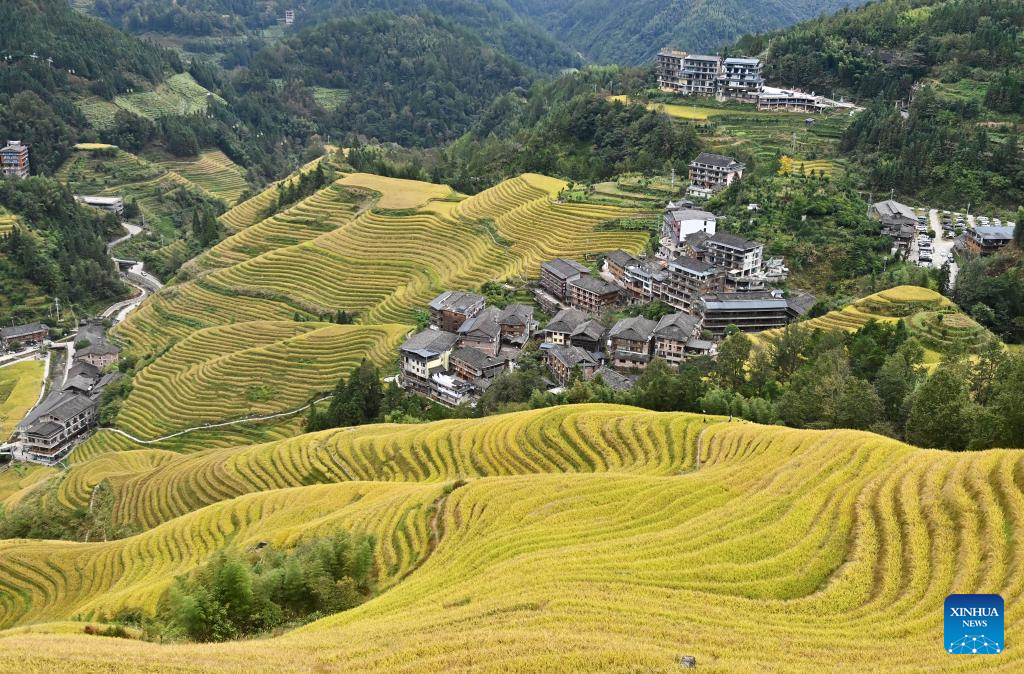 Scenery of Longji Rice Terraces in Longsheng County, China's Guangxi