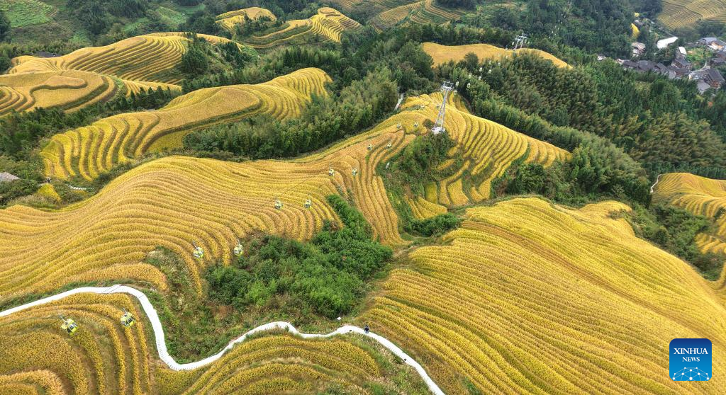Scenery of Longji Rice Terraces in Longsheng County, China's Guangxi