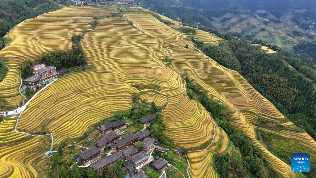 Scenery of Longji Rice Terraces in Longsheng County, China's Guangxi