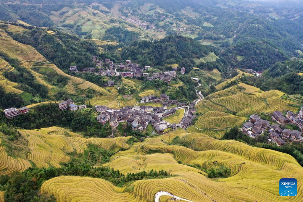 Scenery of Longji Rice Terraces in Longsheng County, China's Guangxi