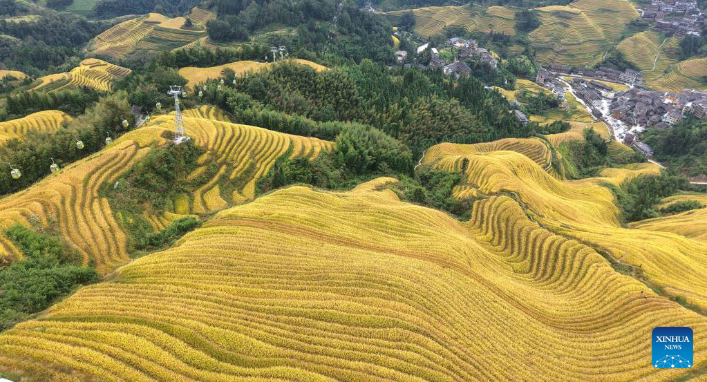 Scenery of Longji Rice Terraces in Longsheng County, China's Guangxi