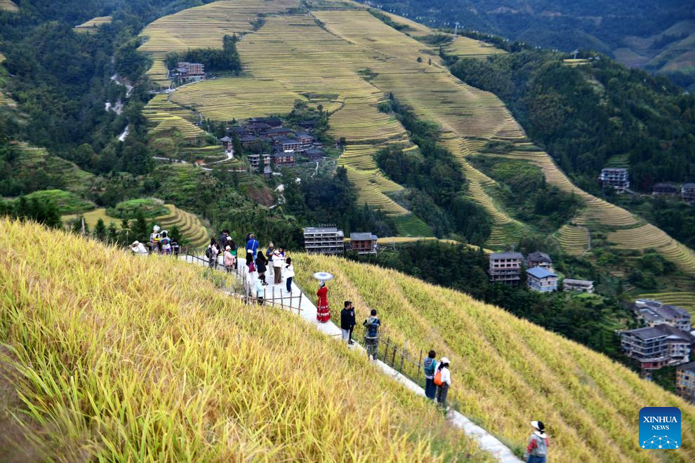 Scenery of Longji Rice Terraces in Longsheng County, China's Guangxi