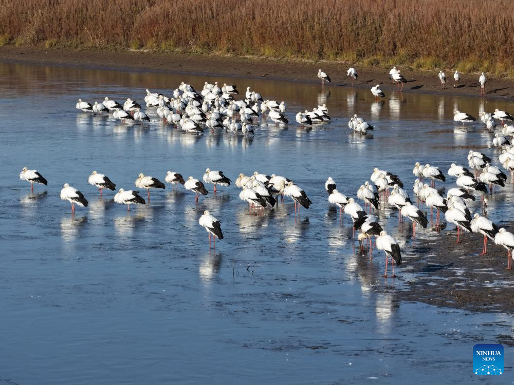 Migratory birds gather in migratory bird habitats across China's Heilongjiang and move southward