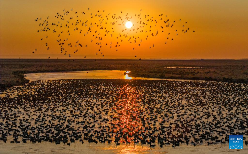 Migratory birds gather in migratory bird habitats across China's Heilongjiang and move southward