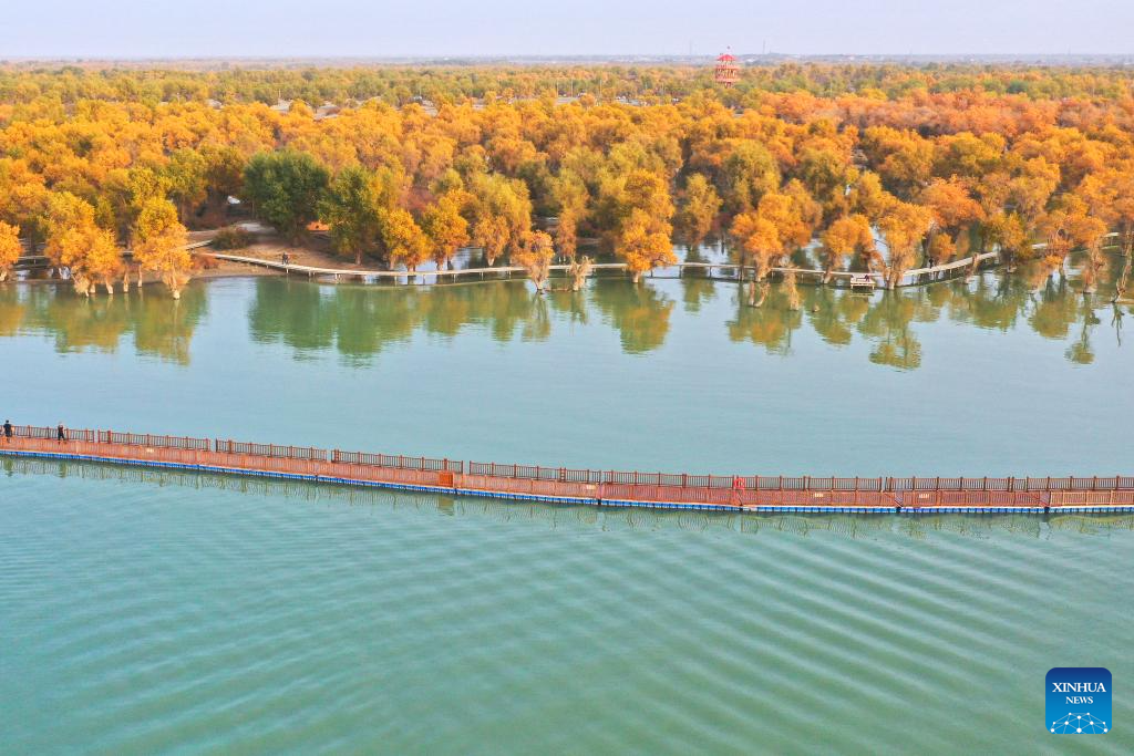 Autumn scenery of desert poplar forest in Xinjiang