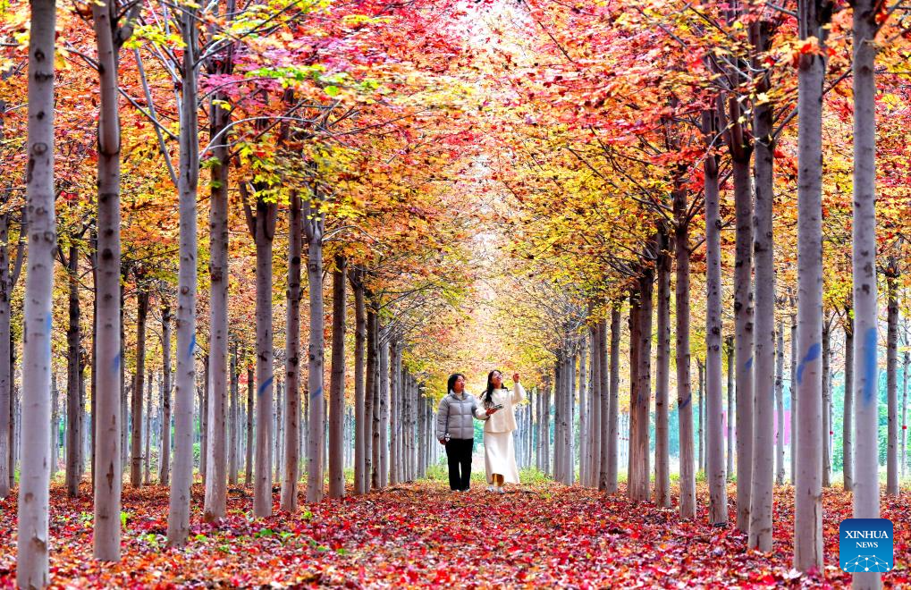 Autumn scenery across China