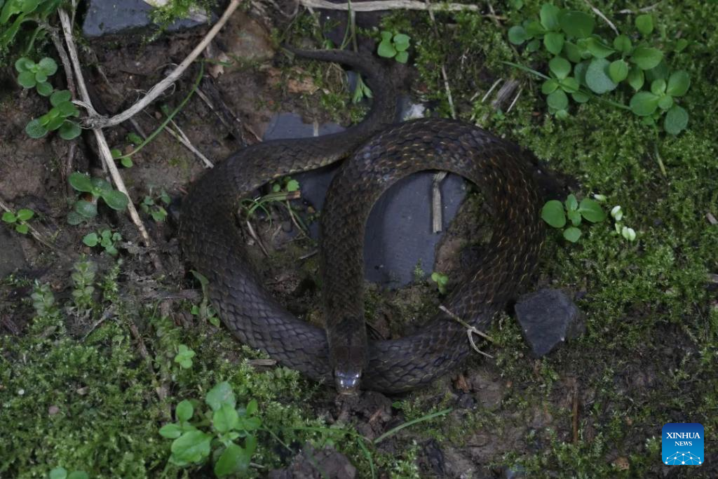 New snake species discovered in west China's bio-diverse region