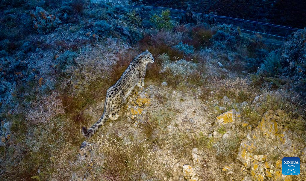 China's Ningxia establishes conservation and research center in Helan Mountain to protect snow leopards