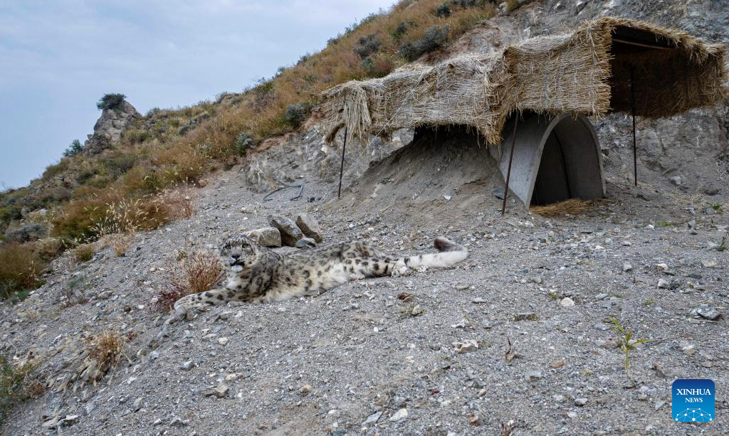 China's Ningxia establishes conservation and research center in Helan Mountain to protect snow leopards