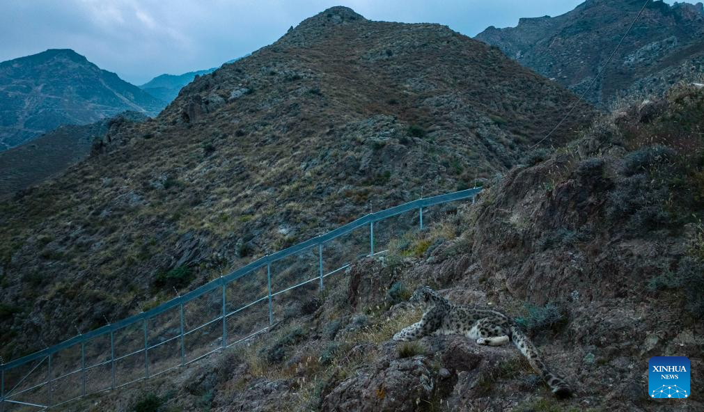 China's Ningxia establishes conservation and research center in Helan Mountain to protect snow leopards